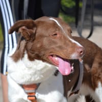 TACO, chien à adopter