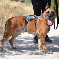 TORREZNO, chien à adopter