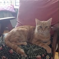 Olga, chatte à adopter