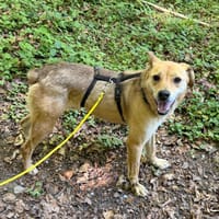 Sand, chien à adopter