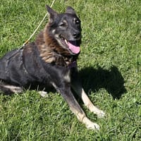Bonnie, chien à adopter
