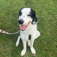 Yanos, chien à adopter