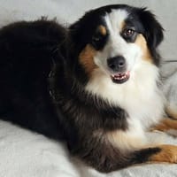 Reïs, chienne à adopter