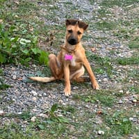 Aska, chienne à adopter