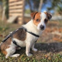 Modzi, chien à adopter