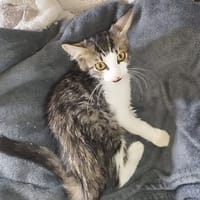 BERNARD, chat à adopter