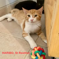 HARIBO, chat à adopter