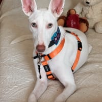NATA, chienne à adopter