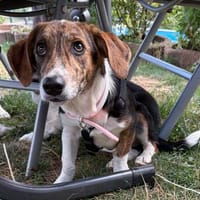 Zuckersüße Sunny, Hündin zur Adoption