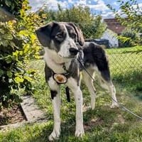 Tash sucht ein freies Körbchen, Hündin zur Adoption