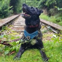 aktiver OREO sucht erfahrene Menschen, Hund zur Adoption