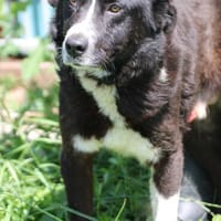 Athos - kinderlieb u. unkompliziert, Hund zur Adoption