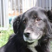 Puno - sehr verschmust u. sehr liebenswert, Hund zur Adoption