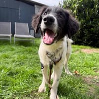 neugieriger Junghund MILO sucht seine Menschen, Hund zur Adoption