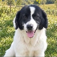 Pica sucht ihr Happyend, Hündin zur Adoption