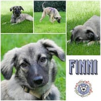 FINNI * Taffes Schwarzschnütchen, Hündin zur Adoption