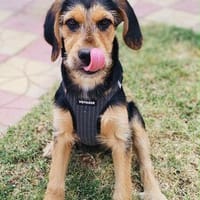Maya sucht ein Zuhause, Hündin zur Adoption