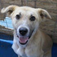 freundlicher, verschmuster CHIKU sucht sein Zuhause, Hund zur Adoption