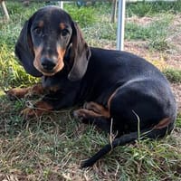 Lumpi, Hund zur Adoption