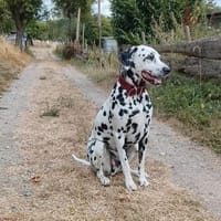 Mailo sucht dringend ein Zuhause/Pflegestelle, Hund zur Adoption