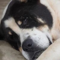 Bruno sucht seinen liebevollen Gnadenplatz, Hund zur Adoption