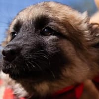 Die goldige Katja sucht ein Zuhause, Hündin zur Adoption