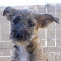 Lillemor such ihr Zuhause, Hündin zur Adoption