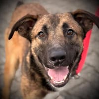 JOKER  vom Pechvogel zum Glückspilz?, Hund zur Adoption