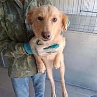Honey - Hündin - geb. 02/2026 - 45 cm, Hündin zur Adoption