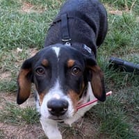 Der ruhige Linus, Hund zur Adoption