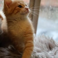***AMIRA - kleine Persönlichkeit!***, Katze zur Adoption