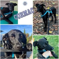 CORMAC ° wunderschöner Rüde in Lakritz Optik, Hund zur Adoption