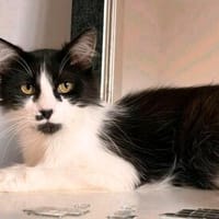 Lou sucht ihr Zuhause, Katze zur Adoption