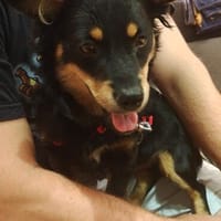 Von der Mülldeponie ins Glück- Taro, Hund zur Adoption