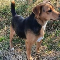 TOMMY  GERETTET AUS DER TÖTUNGSSTATION, Hund zur Adoption