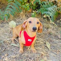 Dackelmädchen Dakida, Hündin zur Adoption