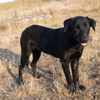 Zuzu, kleine Seele möchte Vertrauen lernen, Hündin zur Adoption
