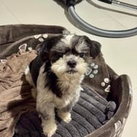 MORTY  Kleiner Minimann mit großem Charme, Hund zur Adoption