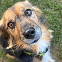 wunderschöne Bella möchte ihre Menschen, Hündin zur Adoption