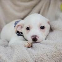 RABATZ  kleiner Welpe der noch auf sein Glück wartet, Hund zur Adoption