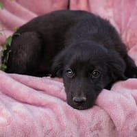 RESI   A fesche schwarze Viererbande, Hündin zur Adoption