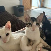 Charlie und Linus aus dem Tierschutz, Kater zur Adoption