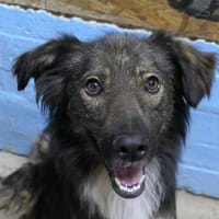 aufgeschlossener PEPE sucht seine Menschen, Hund zur Adoption