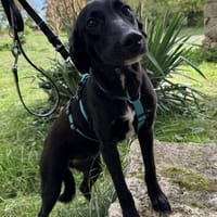 Drei kleine Schwester- Mia, Hündin zur Adoption