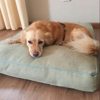 Della, ca. 27cm, sucht eine liebe Famlie, Hündin zur Adoption