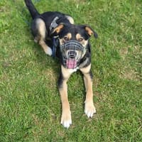 aktiver, fröhlicher Aarne sucht erfahrene Menschen, Hund zur Adoption