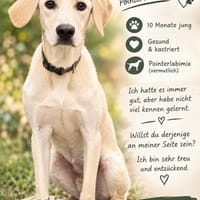 Stelios der smarte und liebe junge Bub, Hund zur Adoption