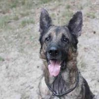 Juno, aktiv, su.  Haus-Hofhaltung, Hund zur Adoption