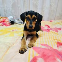 Kalina ein wunderschönes Hundekind, Hündin zur Adoption