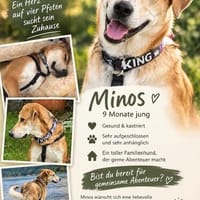 Minos der süße Schatz / PLZ 82284, Hund zur Adoption